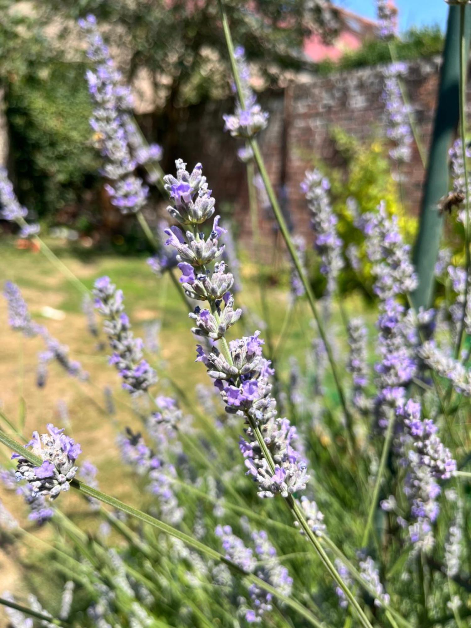 Maison Chaleureuse Avec Jardin - Pause Normande Sées Buitenkant foto
